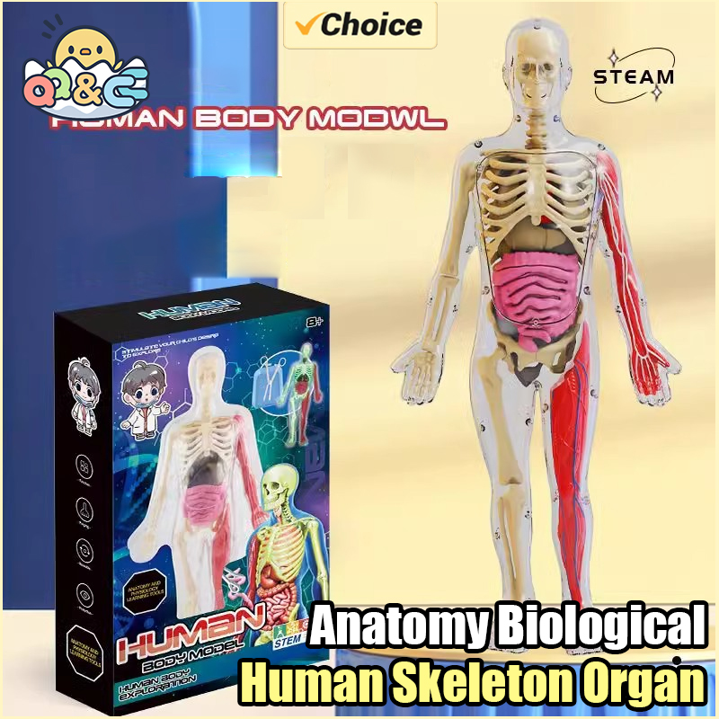 Musical Instrument Game - Human Skeleton Organ Anatomy Biological Teaching