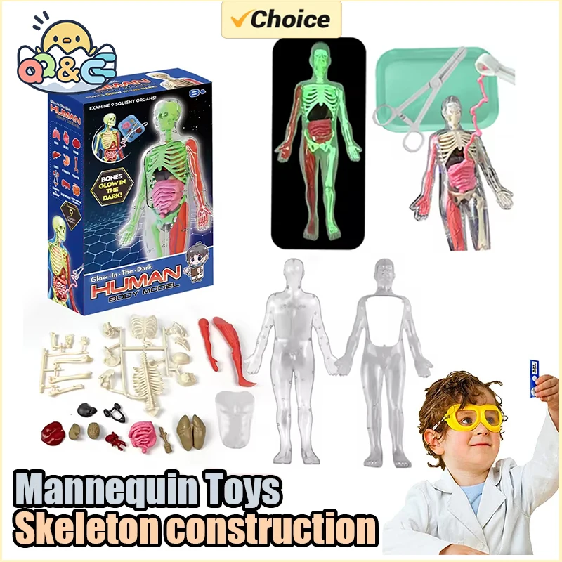 Human Skeleton Organ Anatomy B - Musical Instrument Game review and price