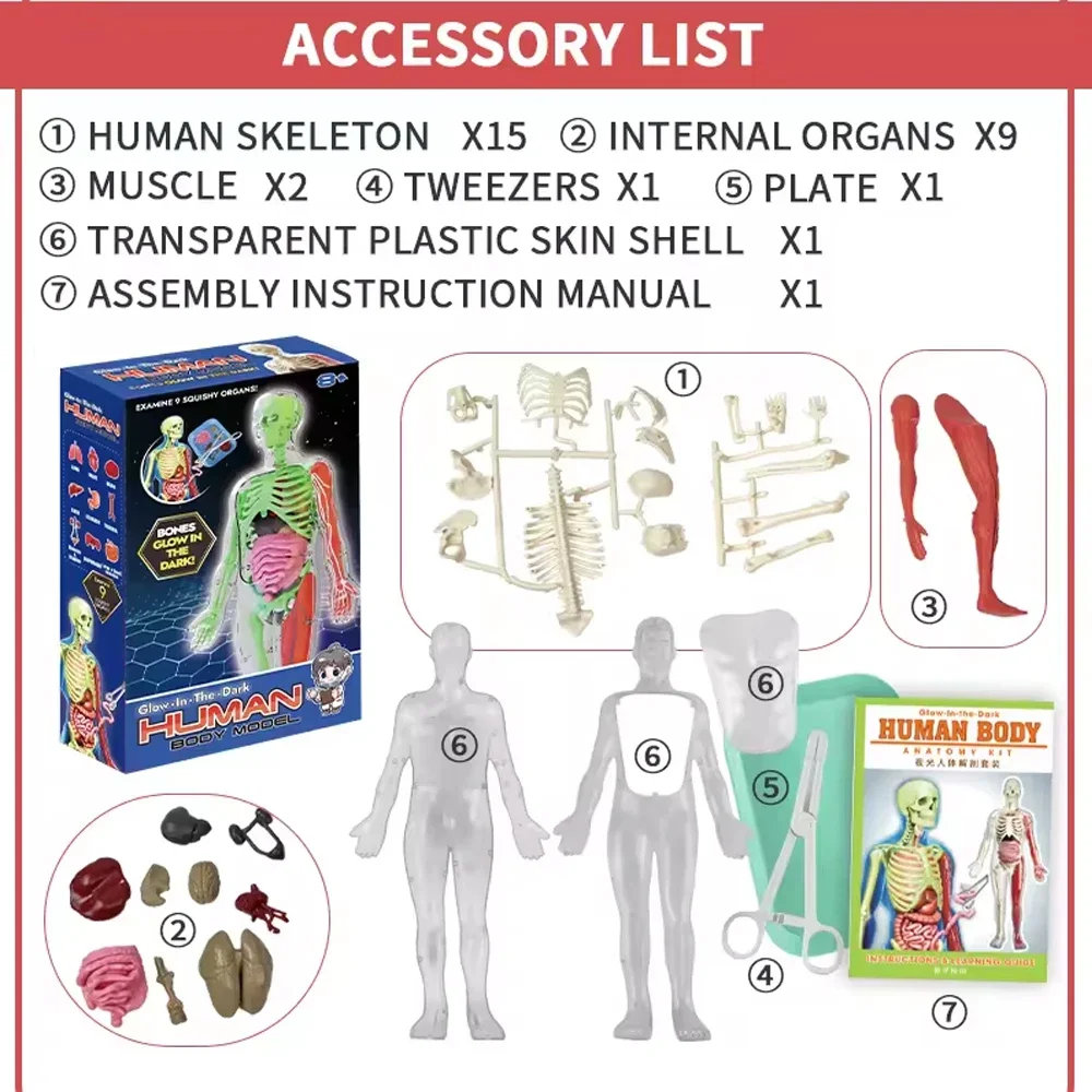 Human Skeleton Organ Anatomy B - Musical Instrument Game review and price
